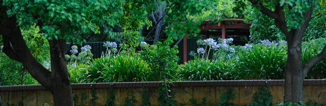 Image of lush greenery at Albert James Reserve